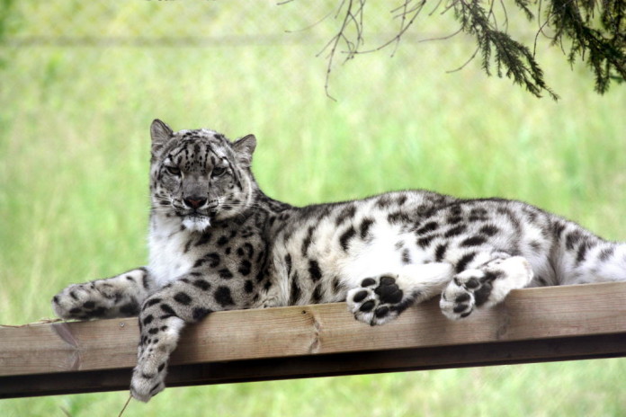 Orsa Predator Park turns 30