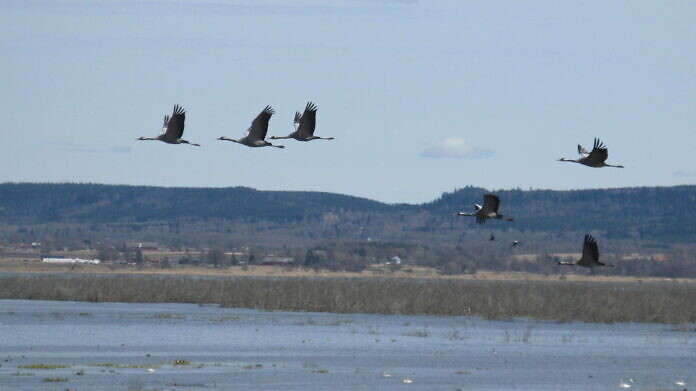 Cranes at Lake Hornborgasjön