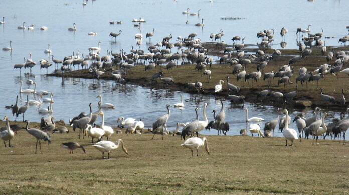 Cranes at Lake Hornborgasjön