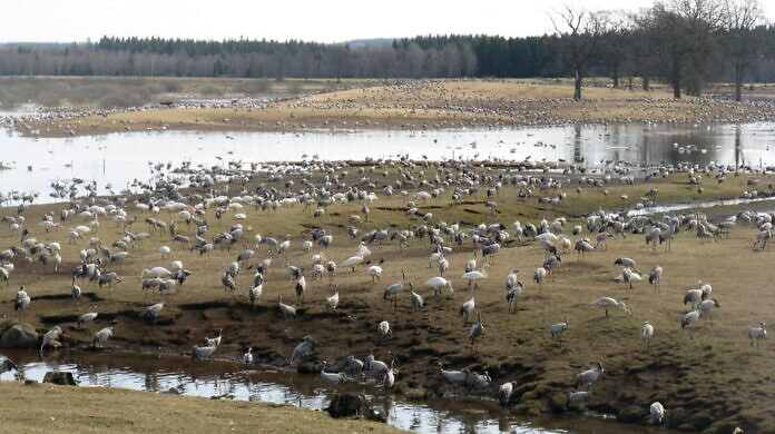 Cranes at Lake Hornborgasjön