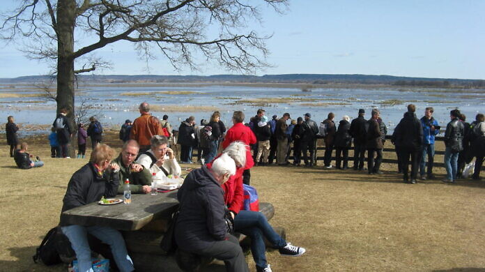 Cranes at Lake Hornborgasjön