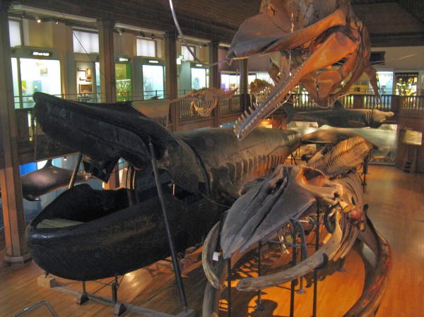 Gothenburg Natural History Museum