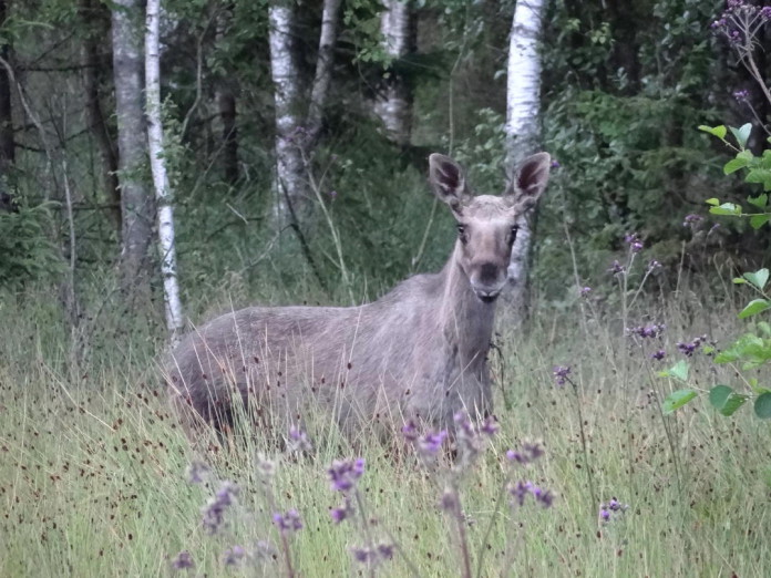Elk (moose) in our garden