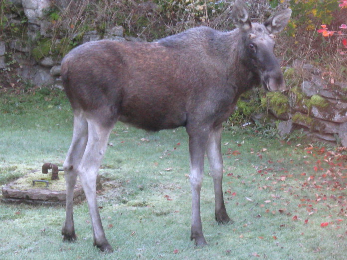 Elk (moose) in our garden