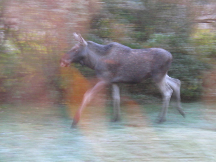 Elk (moose) in our garden