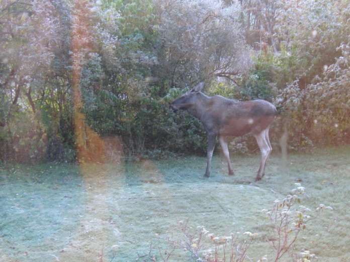 Elk (moose) in our garden
