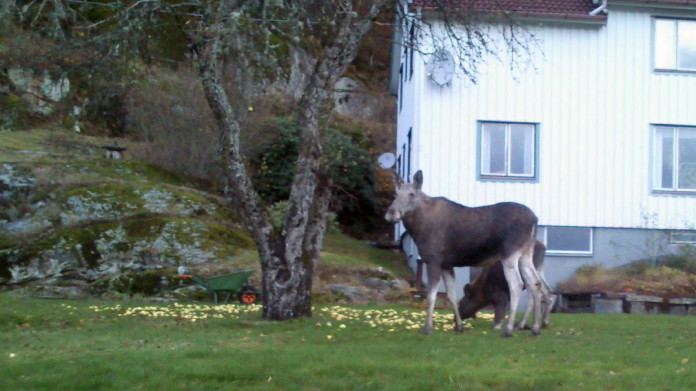 Elk (moose) in our garden