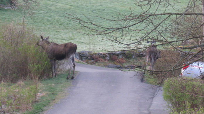 Elk (moose) in our garden