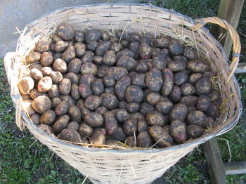 Harvest festivals in Sweden