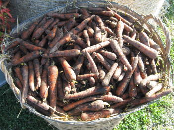 Harvest festivals in Sweden