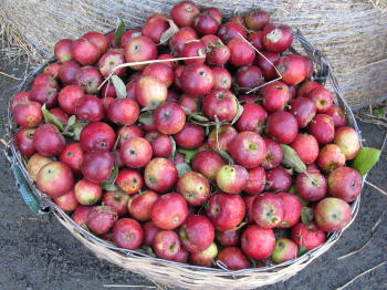 Harvest festivals in Sweden