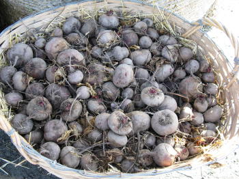 Harvest festivals in Sweden