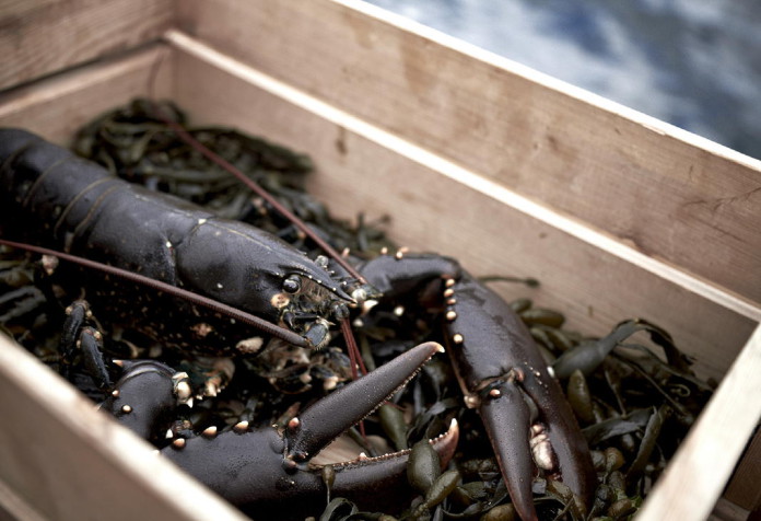 Lobster fishing in Bohuslän